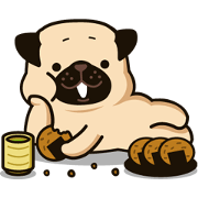 Ranran of the pug