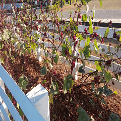 Fruit of Roselle