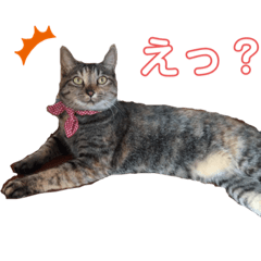 matsunonitijyo