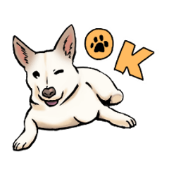 White dog daily life 2