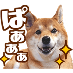 柴犬あずきの写真スタンプ【デカ文字】