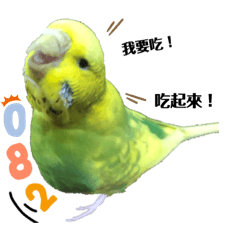 我是一隻豬鳥！