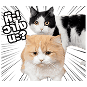 They Call Me Meaow: Animated Meaow Meaow They Call Me Meaow: Animated Meaow Meaow