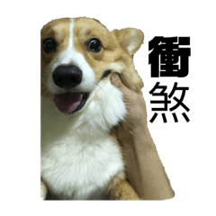 柯基犬嘟嘟厭世表情