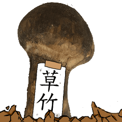 松茸研究家草竹さんのマツタケ