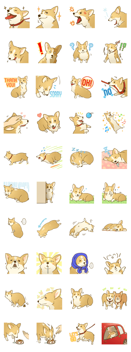 MAIRO the Corgi