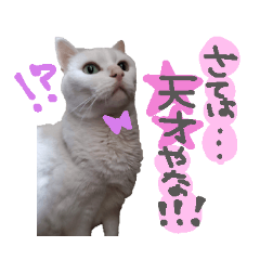 Shioriin's smile Loose cat