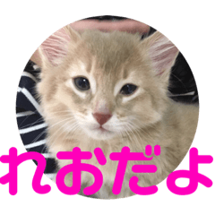 reotannstannpu2