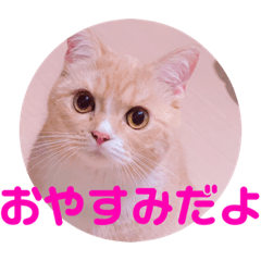 yumechanstannpu