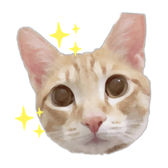 這個這個喵