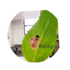 魚丸寶寶