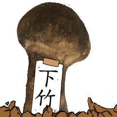 松茸研究家下竹さんのマツタケ