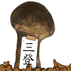 松茸研究家三登さんのマツタケ