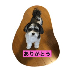 fuwa_20191130193104