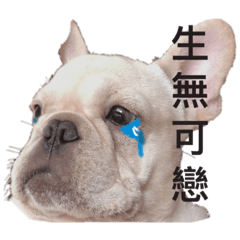 小狗ㄉ貼圖系列