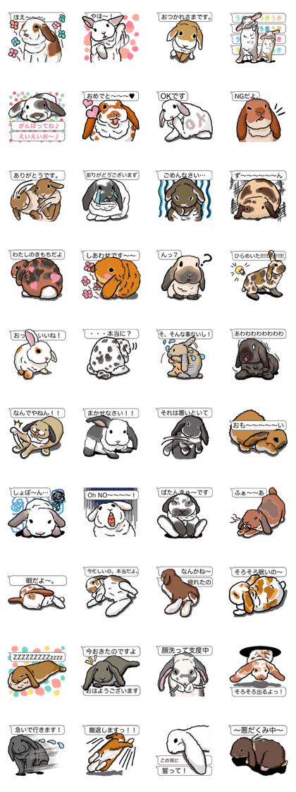 Feelings of Holland Lop Rabbit