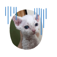 Tetsu_20191129180434