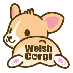 welsh corgi