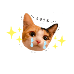 ayumi_20191201162655