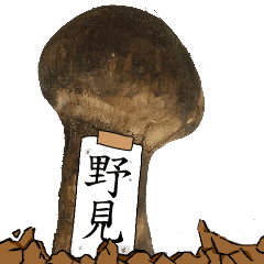 松茸研究家野見さんのマツタケ