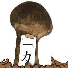 松茸研究家一力さんのマツタケ