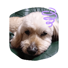 suzu_20191201175918