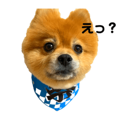 pomey