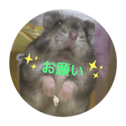 MOMOYO_20191201233938