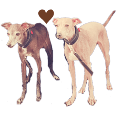 mochi_20191202003537