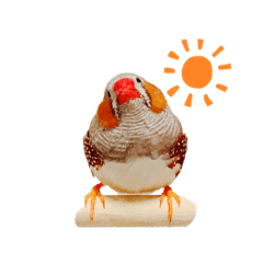 Panda_20191202124128