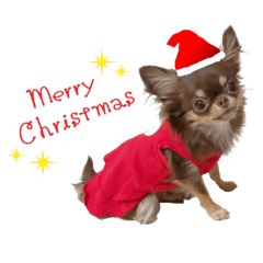 Chihuahua Pinoa Christmas & New Year