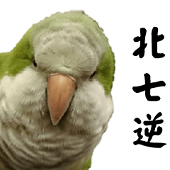 Cute Quaker parrot, Green Tea (Part 2)