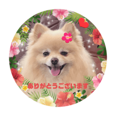 Coco Chan Pomeranian Stamps