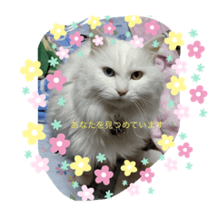 akiko_20191202220908