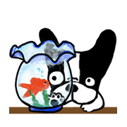 frenchbulldog P-chan