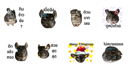angry chinchilla