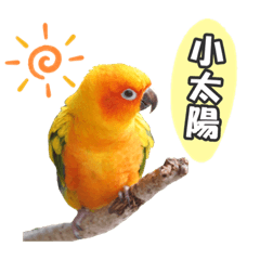 Little Sun Parakeet