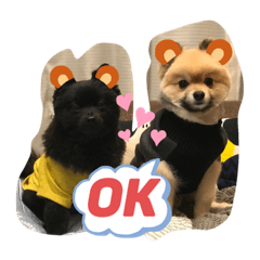 ポメラニアンのチャチャ&ボルト