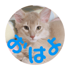reotannstannpu0221