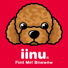 iinu  - Toy Poodle