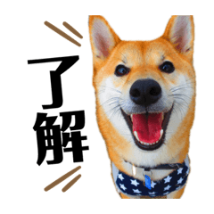 dog_harukun