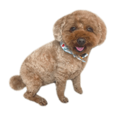 chappy_20191204082931
