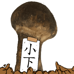 松茸研究家小下さんのマツタケ