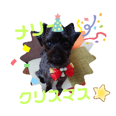 black dog totomaru-7