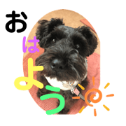 black miniature schnauzer 'sbelle