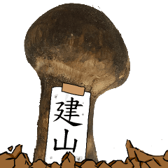 松茸研究家建山さんのマツタケ