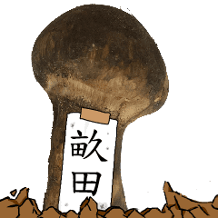 松茸研究家畝田さんのマツタケ