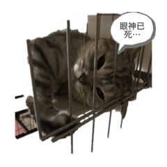 花妹妹生活日記