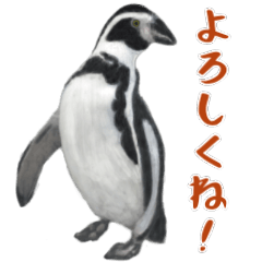 Forward penguin