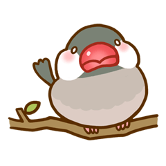 Chubby java sparrow